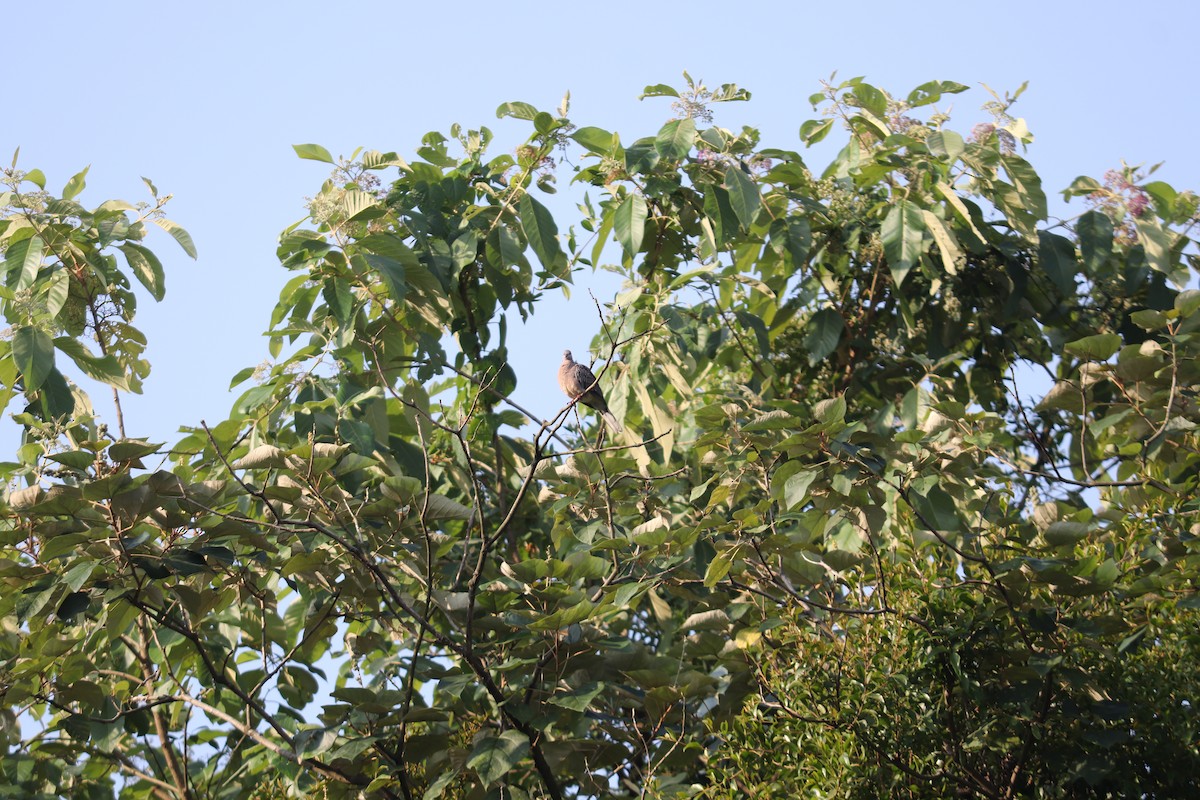 珠頸斑鳩 - ML644494466