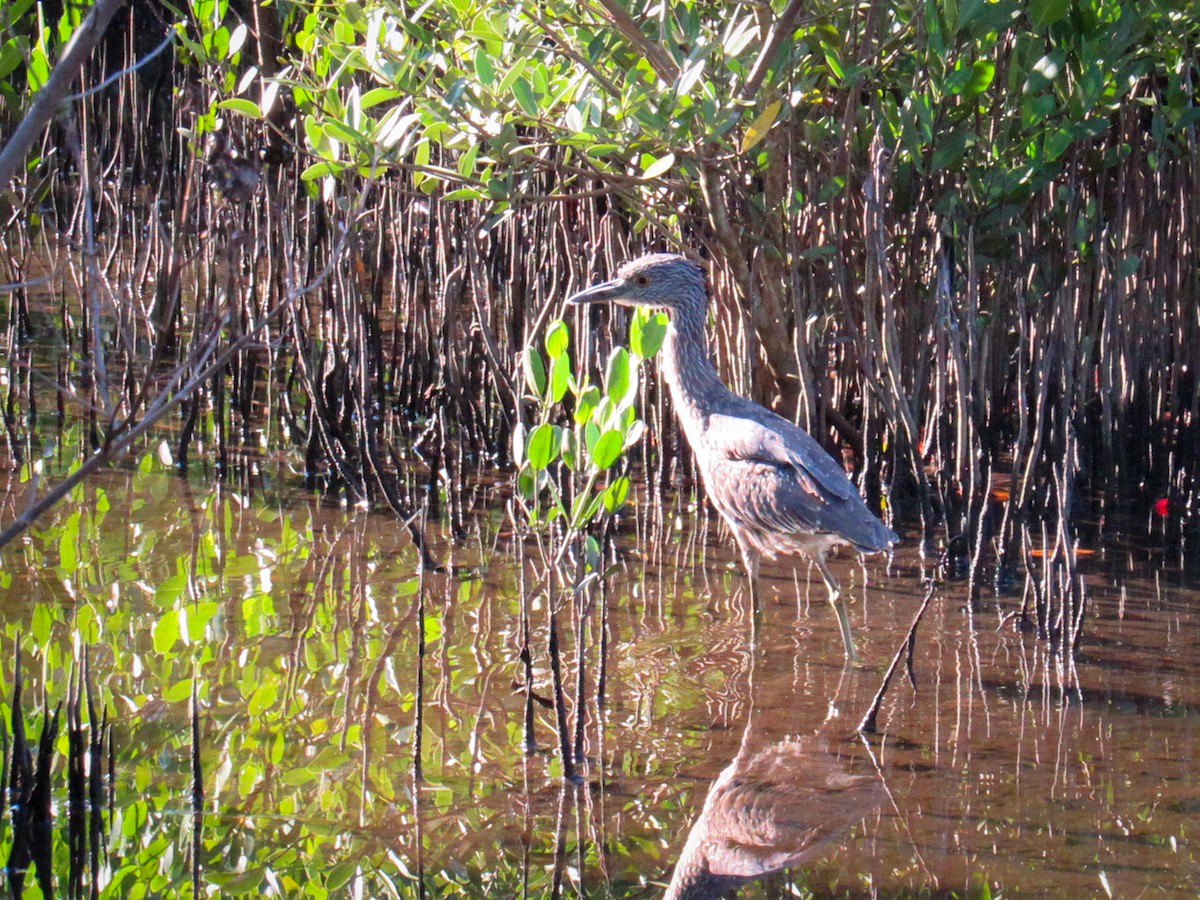 Yellow-crowned Night Heron - ML644494468