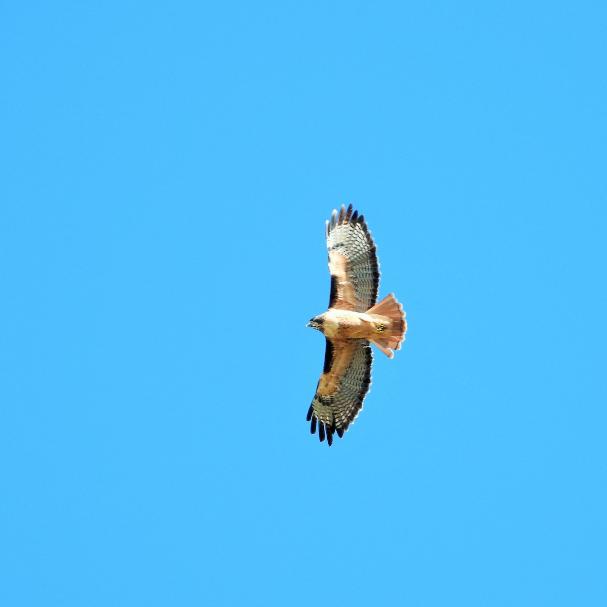 Red-tailed Hawk - ML644494469