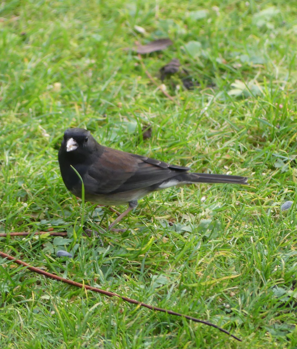 Kara Gözlü Junko (cismontanus) - ML644494470
