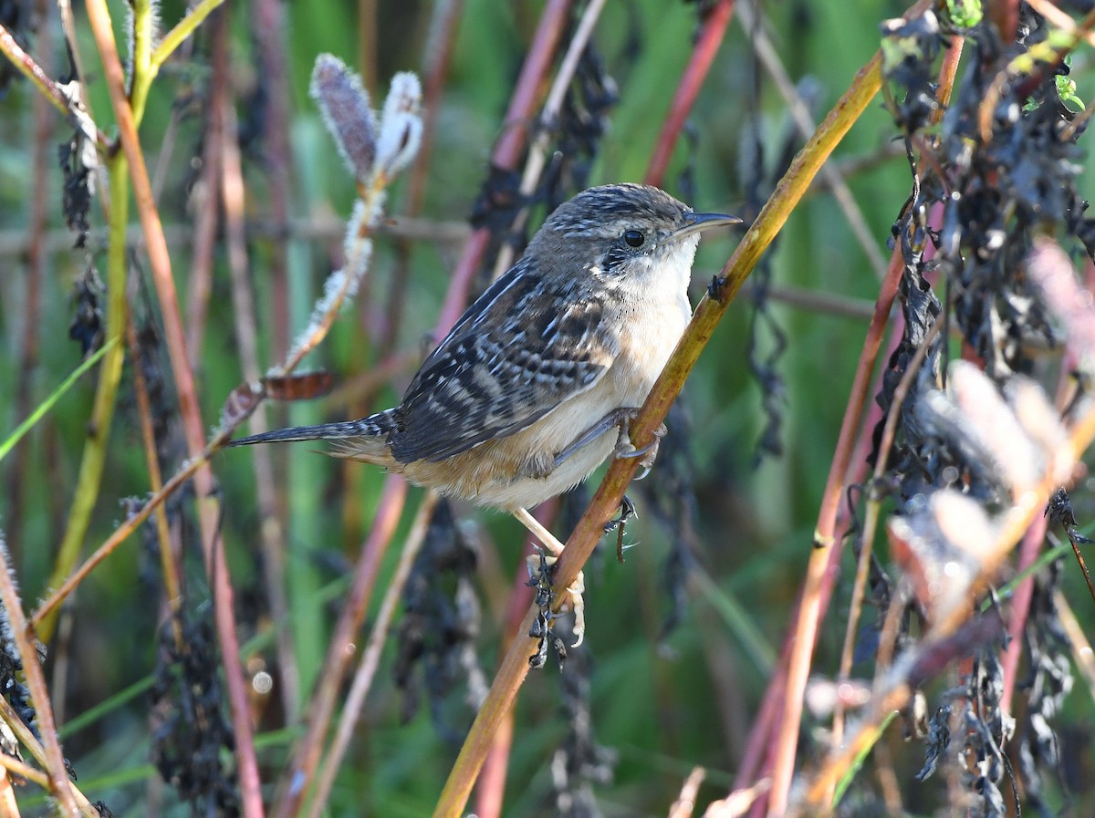 Sedge Wren - ML644494471