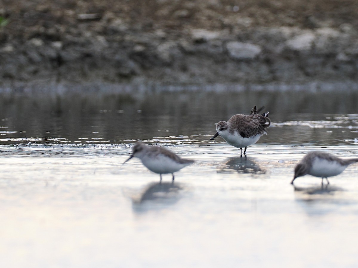 Spoon-billed Sandpiper - ML644494491