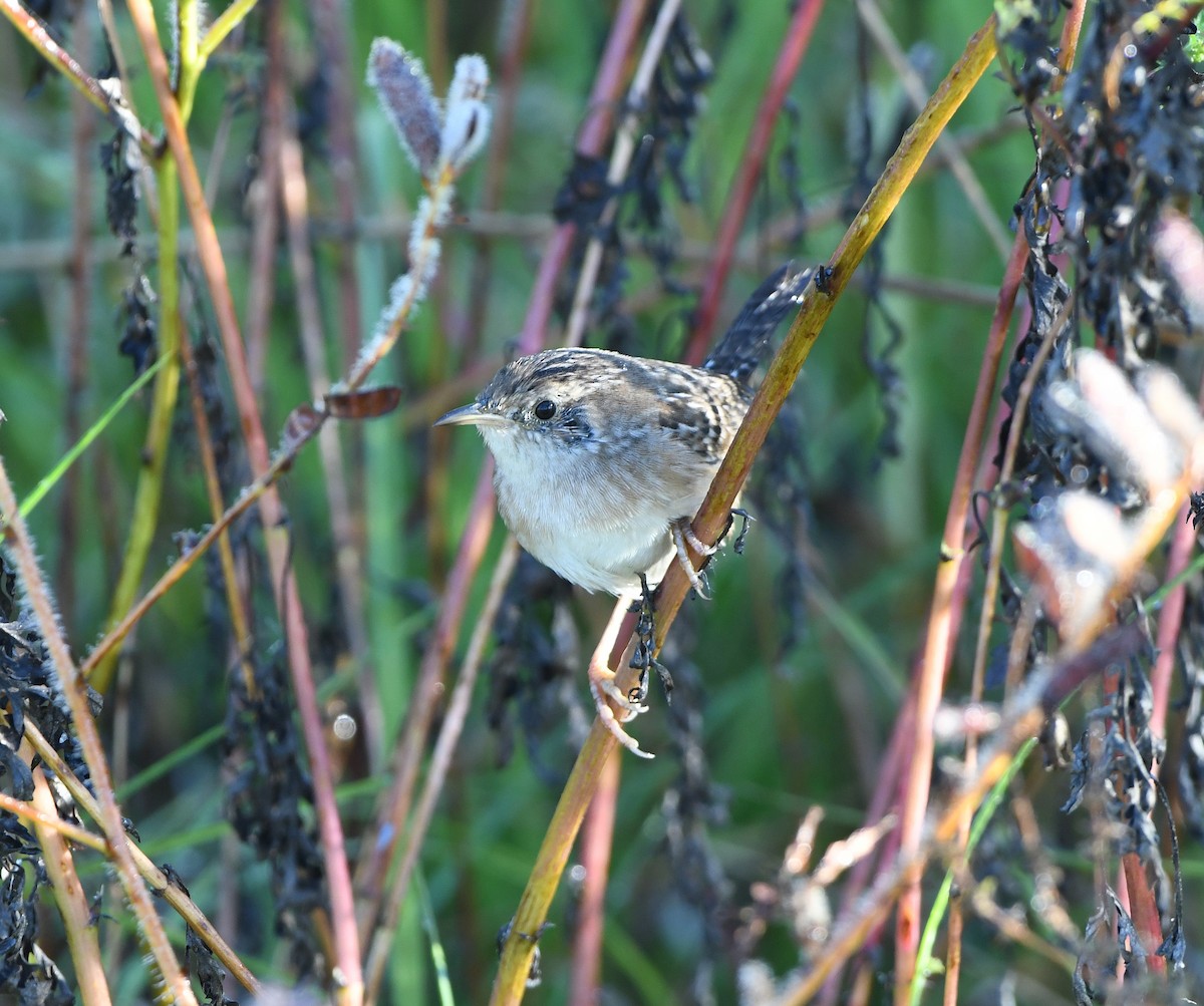 Sedge Wren - ML644494493