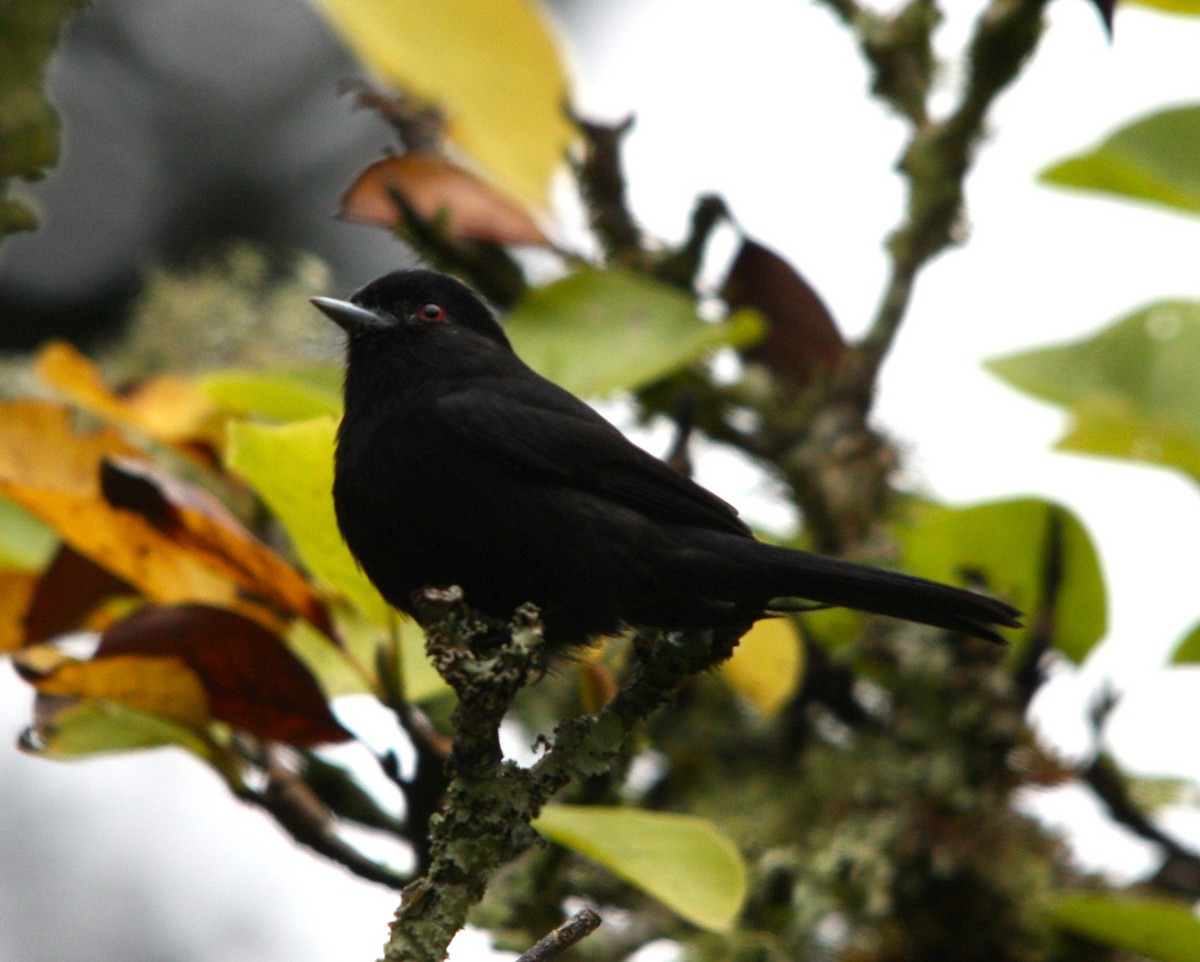 クロタイランチョウ - ML644494494