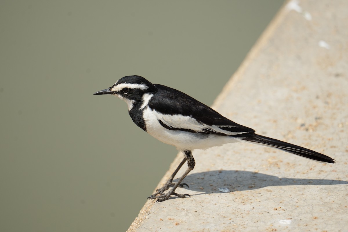 African Pied Wagtail - ML644494497
