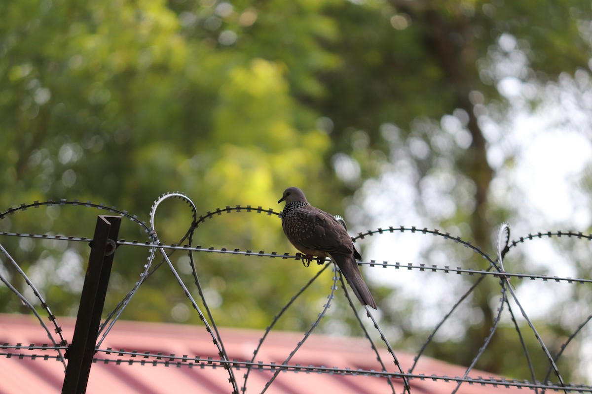 珠頸斑鳩 - ML644494500