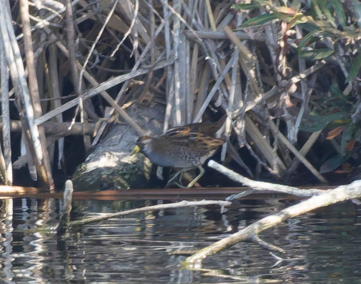 maskerikse - ML644494504