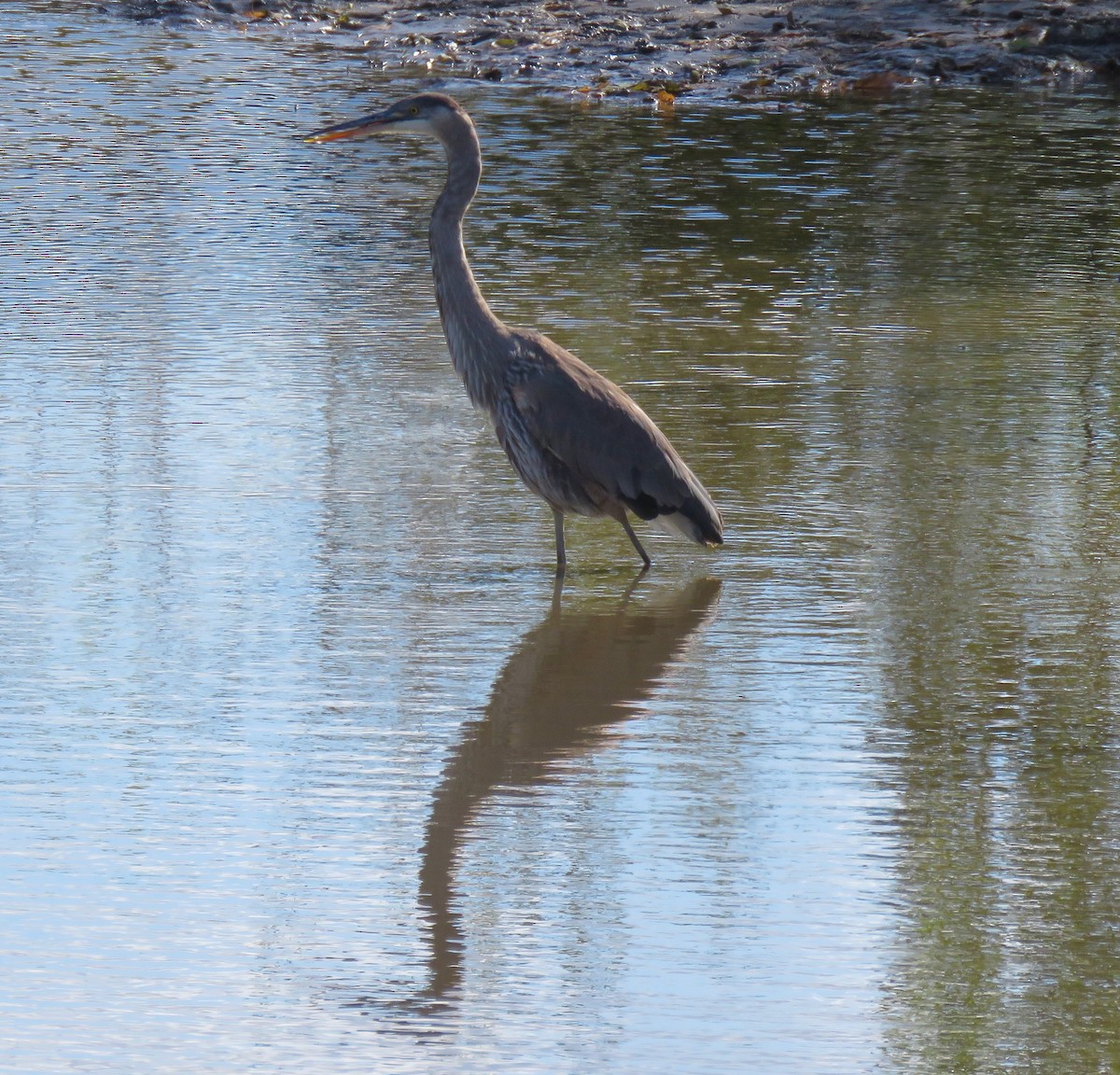 Great Blue Heron (Great Blue) - ML644494514
