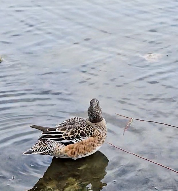 American Wigeon - ML644494518