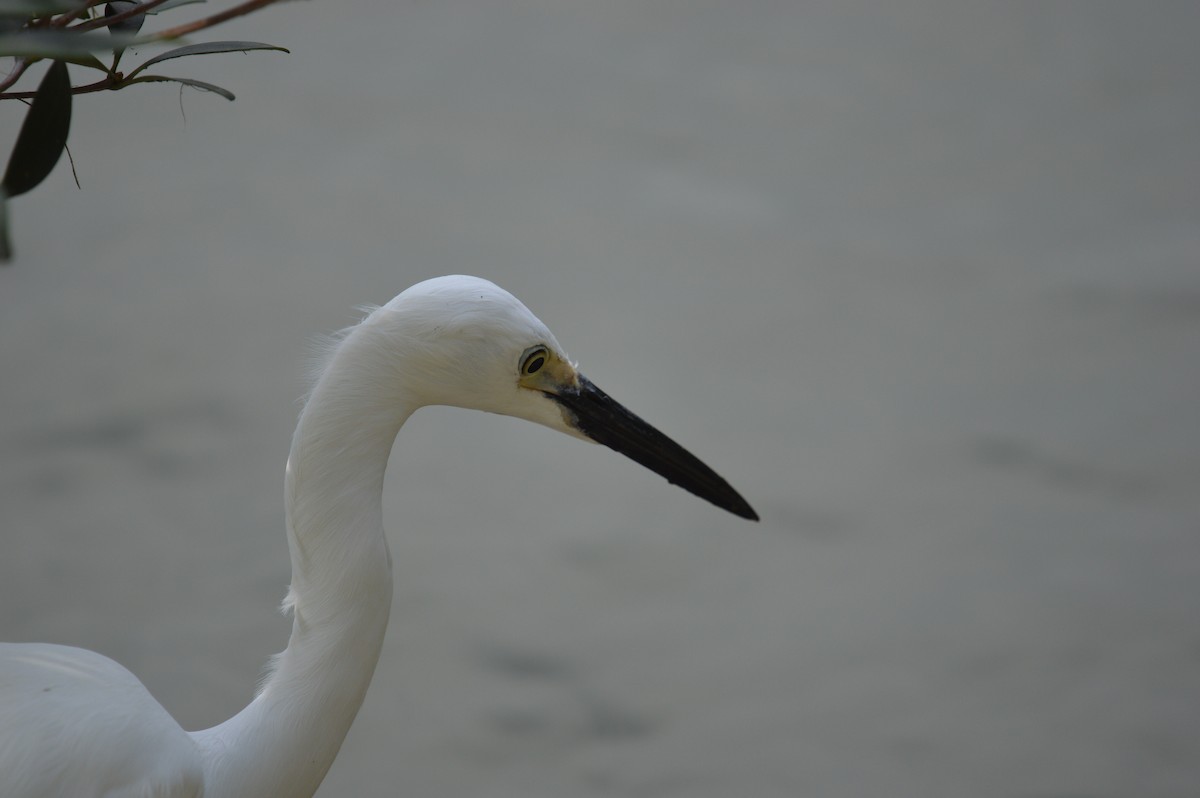 Aigrette garzette - ML644494519