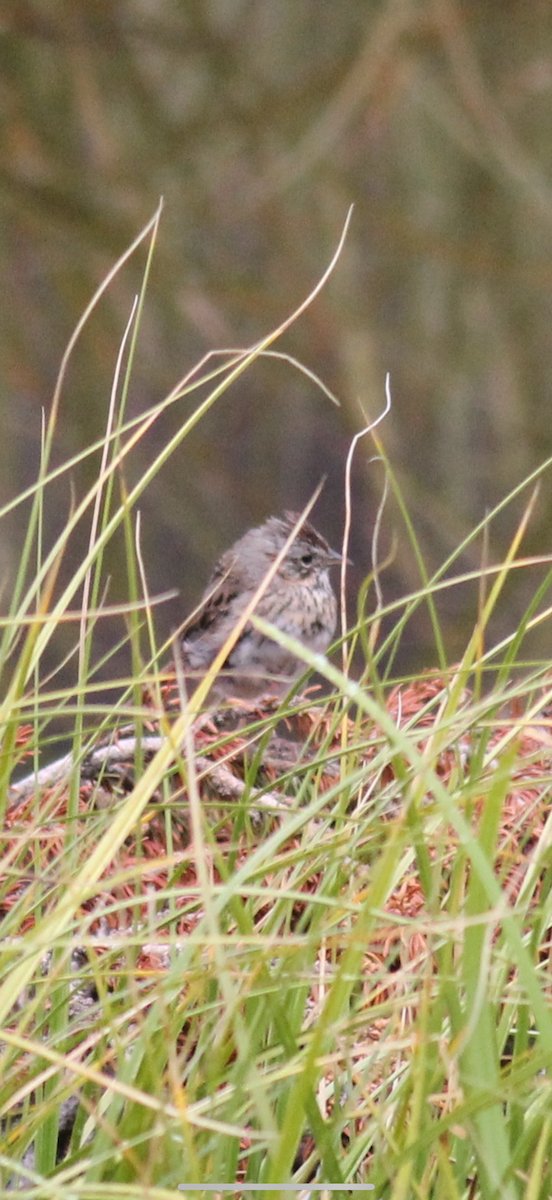 Lincoln's Sparrow - ML644494520