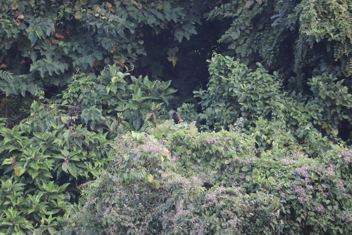 褐翅鴉鵑 - ML644494521