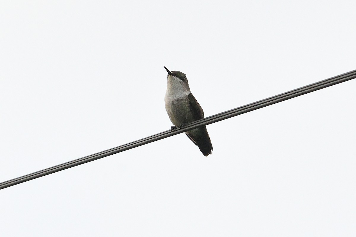 Colibrí Zumbadorcito - ML644494525