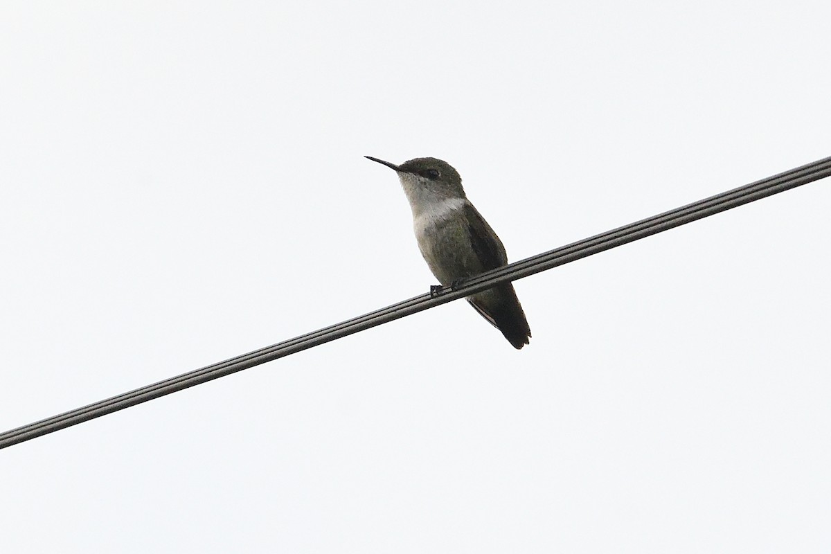 Colibrí Zumbadorcito - ML644494526