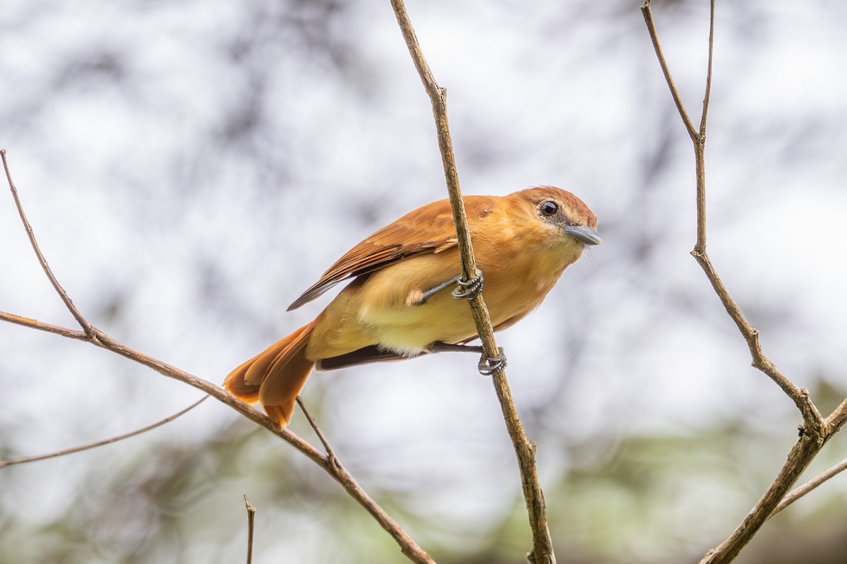 Бекард іржастий - ML644494527