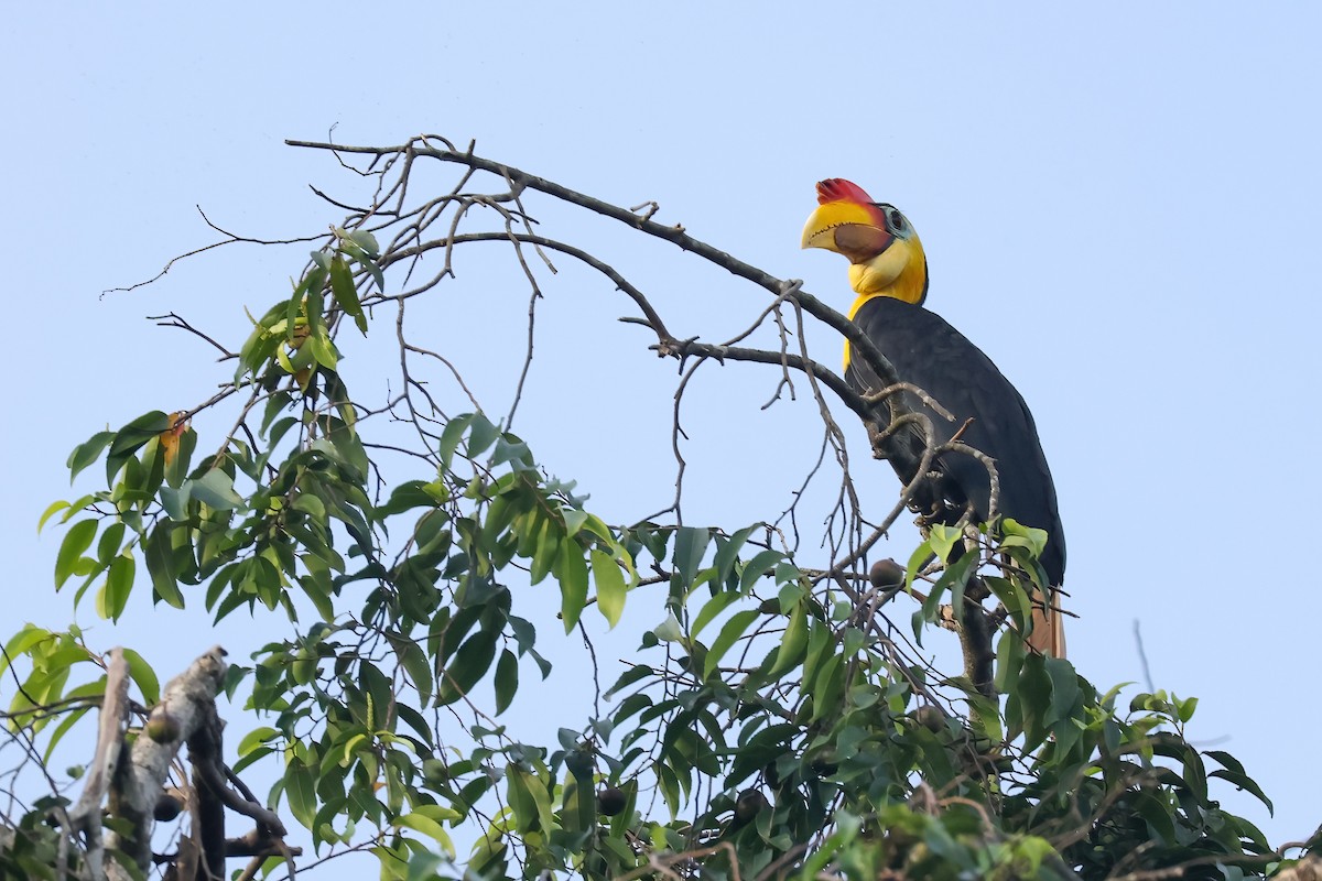 Wrinkled Hornbill - ML644494528