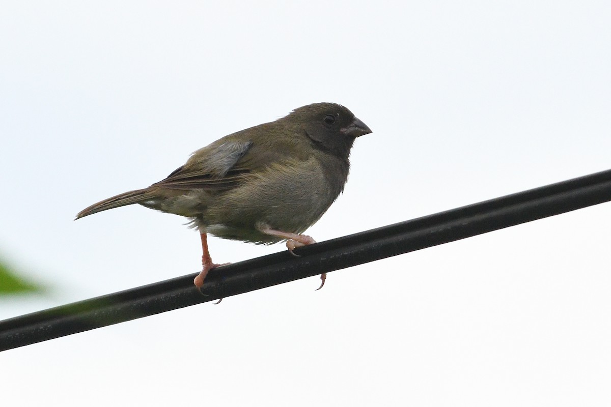 Cici verdinère - ML644494531