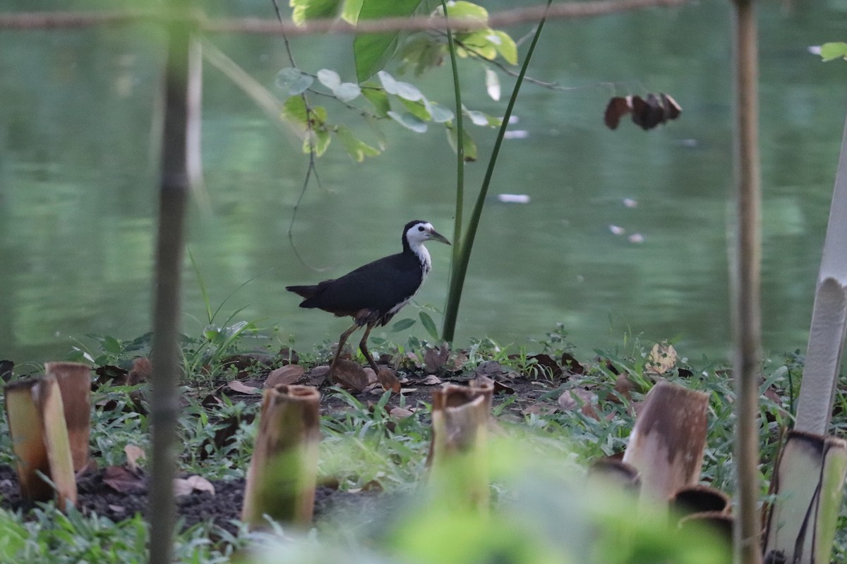 Gallineta Pechiblanca - ML644494538