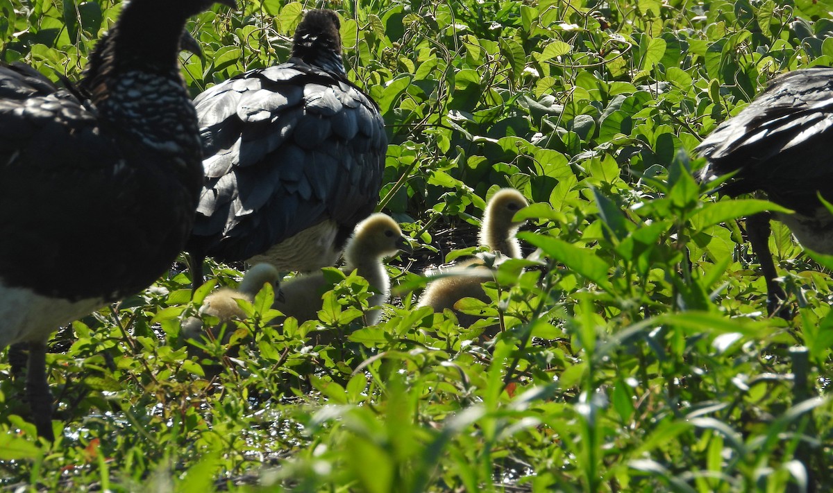 ツノサケビドリ - ML644494543