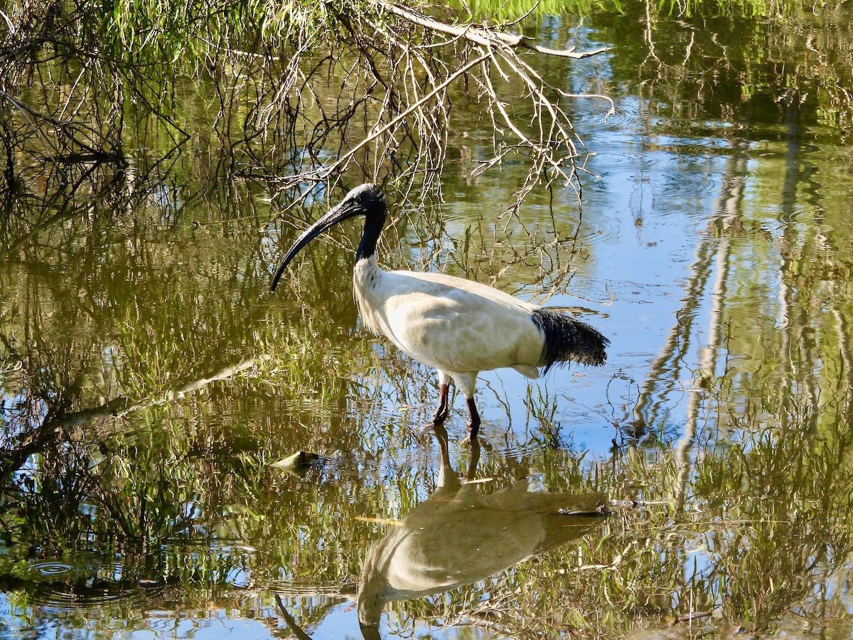 Australian Ibis - ML644494545