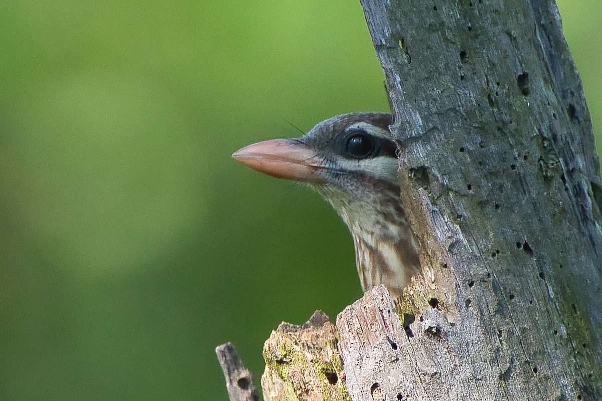 Ak Yanaklı Barbet - ML644494546