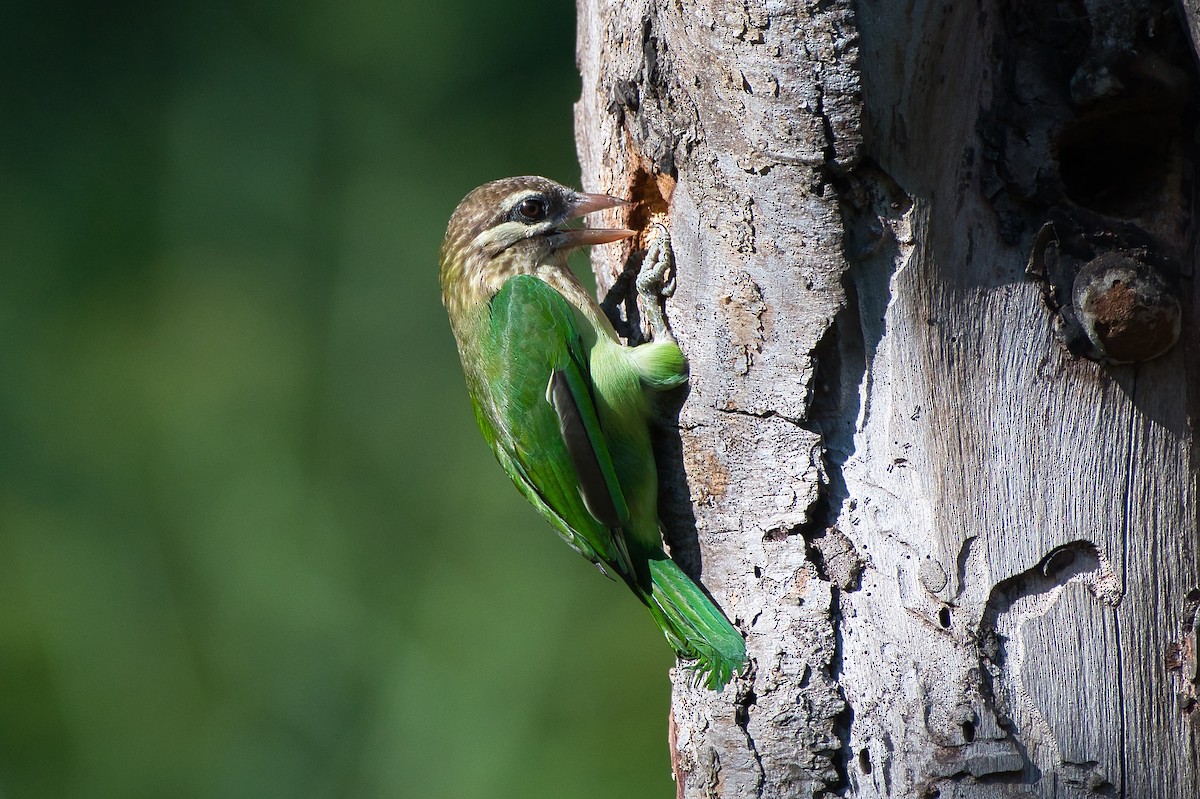 Ak Yanaklı Barbet - ML644494547