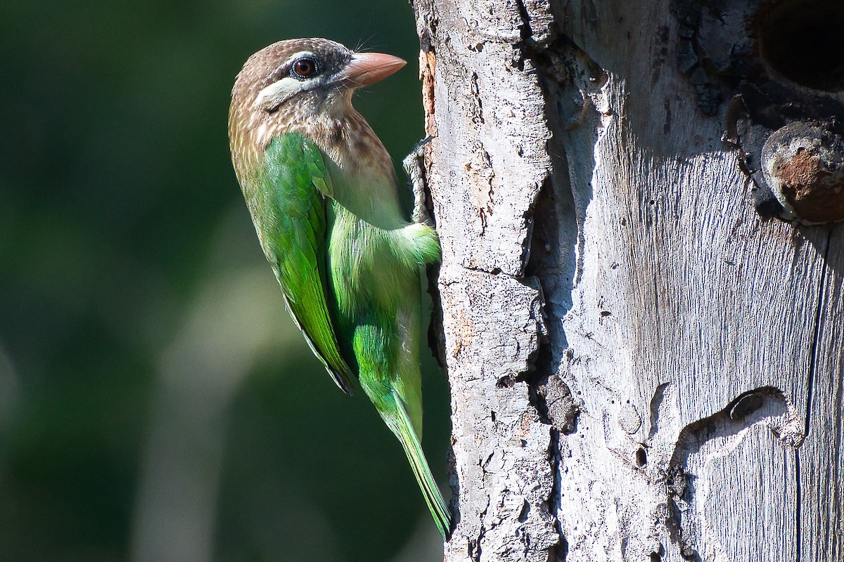 Ak Yanaklı Barbet - ML644494548