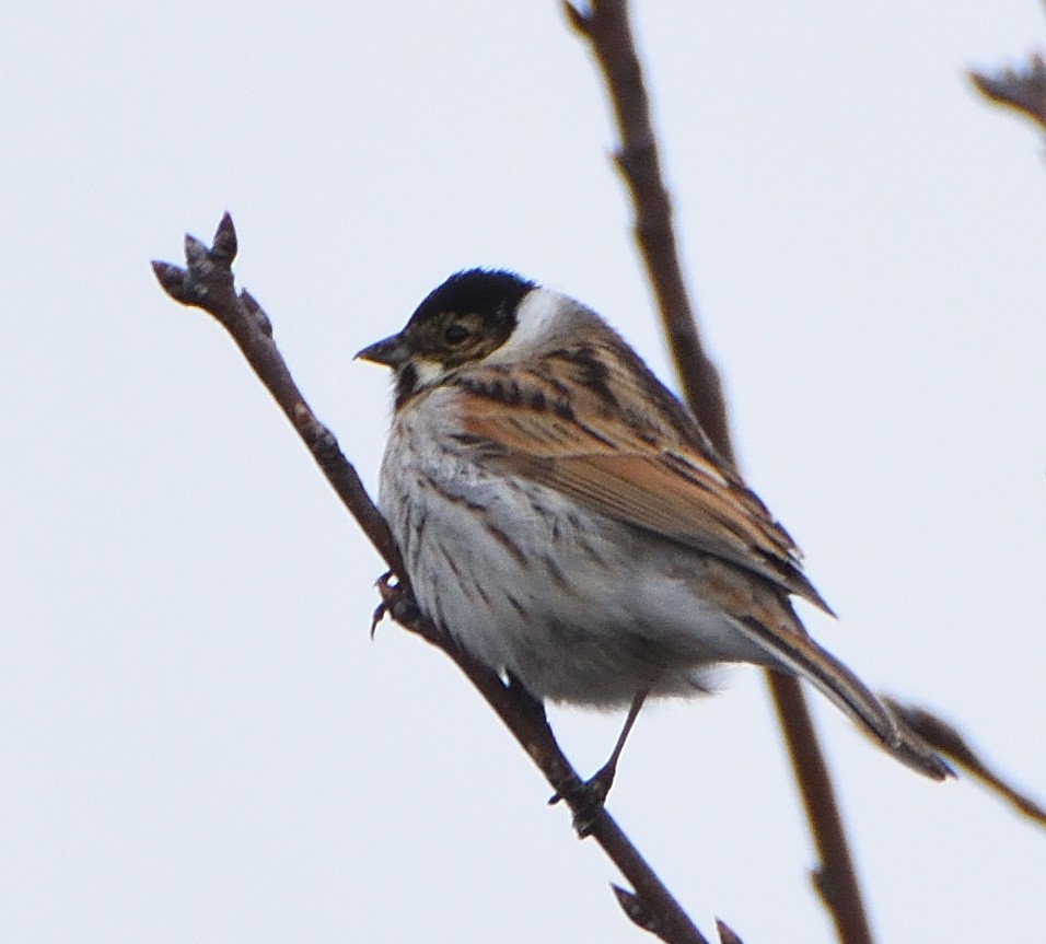 オオジュリン - ML644494550