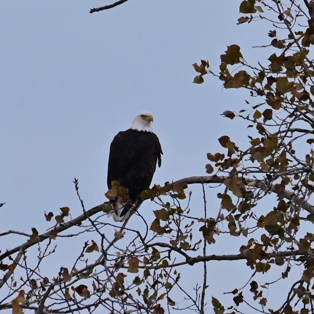 orel bělohlavý - ML644494552