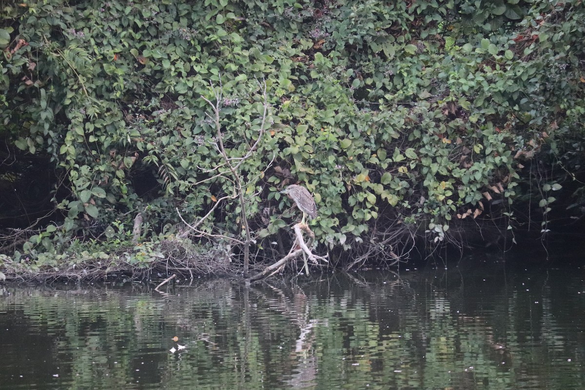 אנפית סוף הודית - ML644494553