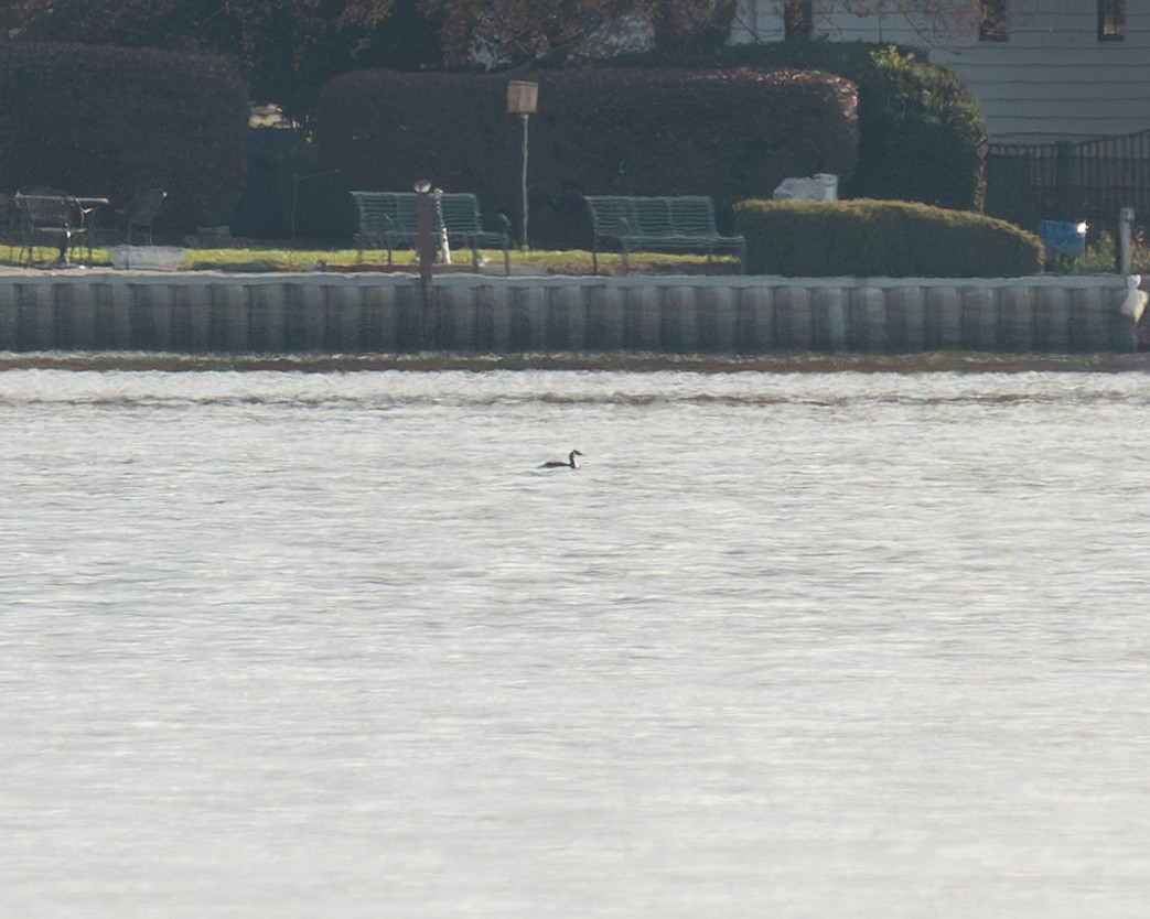 Somormujo Cuellirrojo - ML644494554