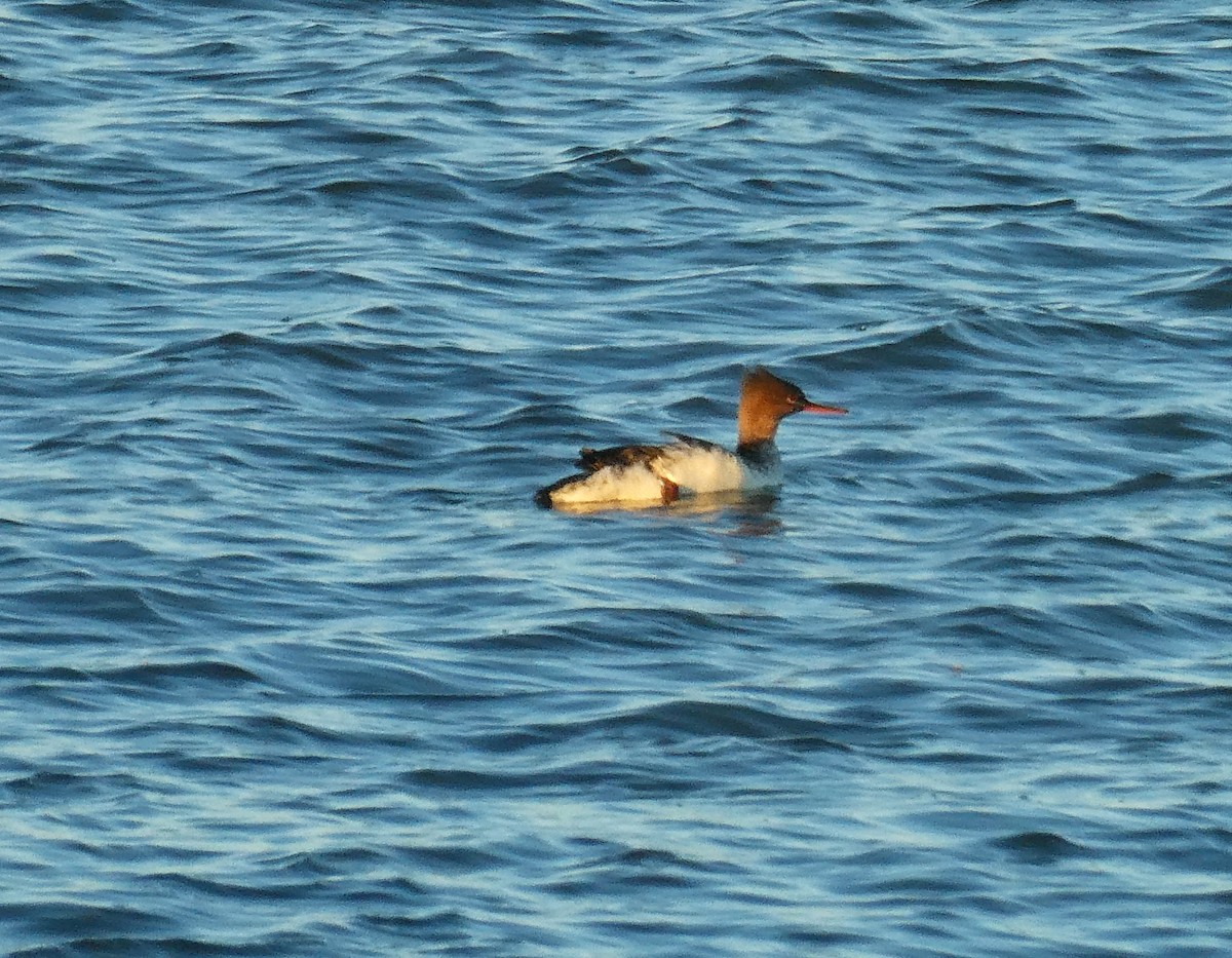 מרגון בינוני - ML644494557