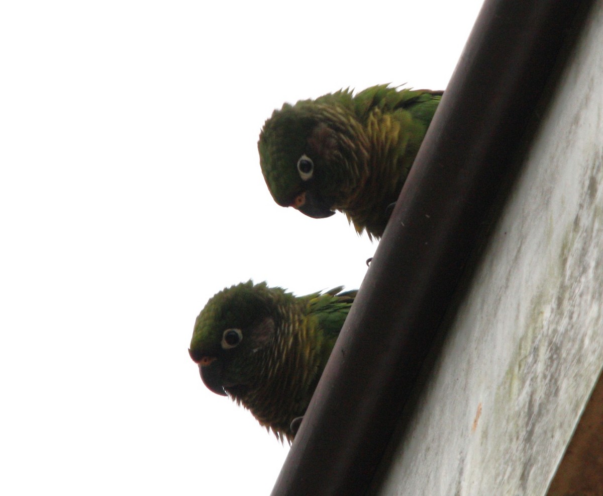 ウロコメキシコインコ - ML644494559