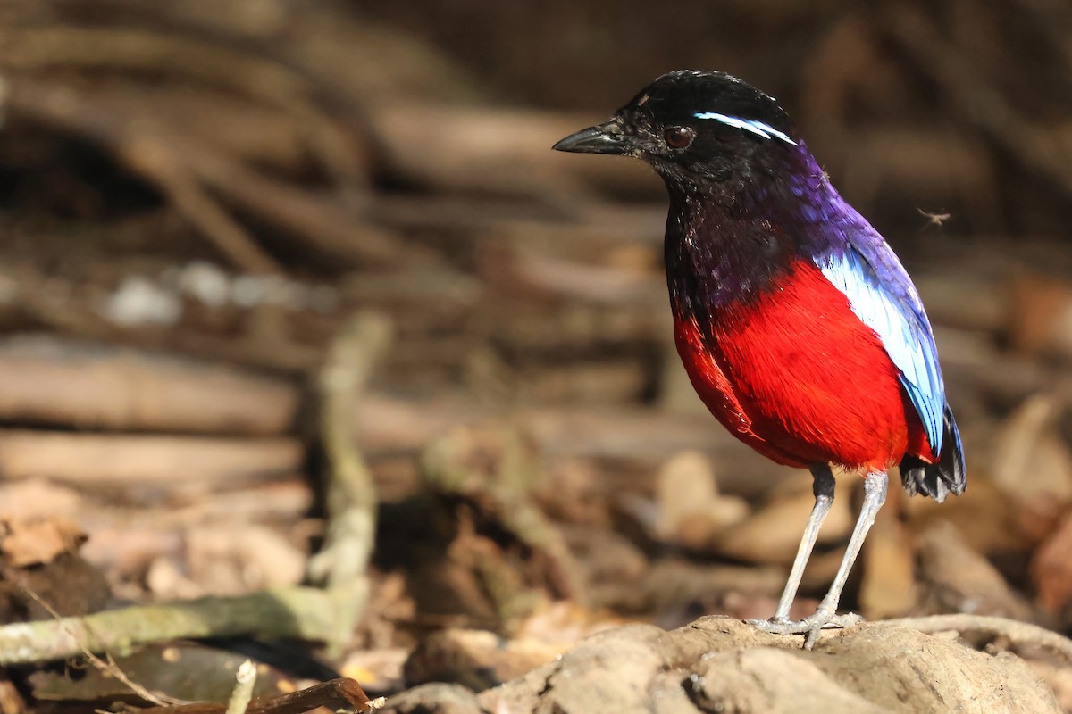 クロアカヤイロチョウ - ML644494563