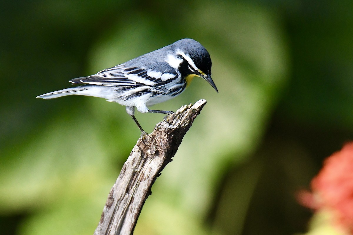 Paruline à gorge jaune - ML644494565