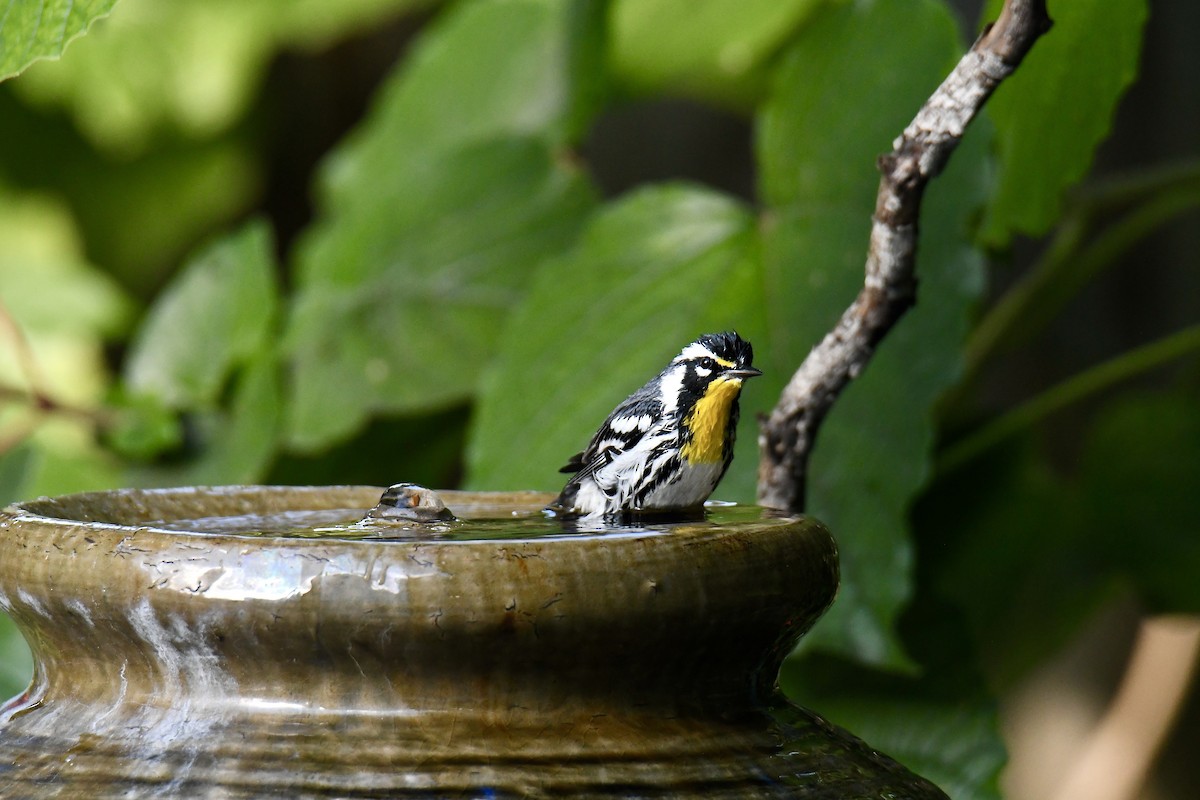 Paruline à gorge jaune - ML644494566