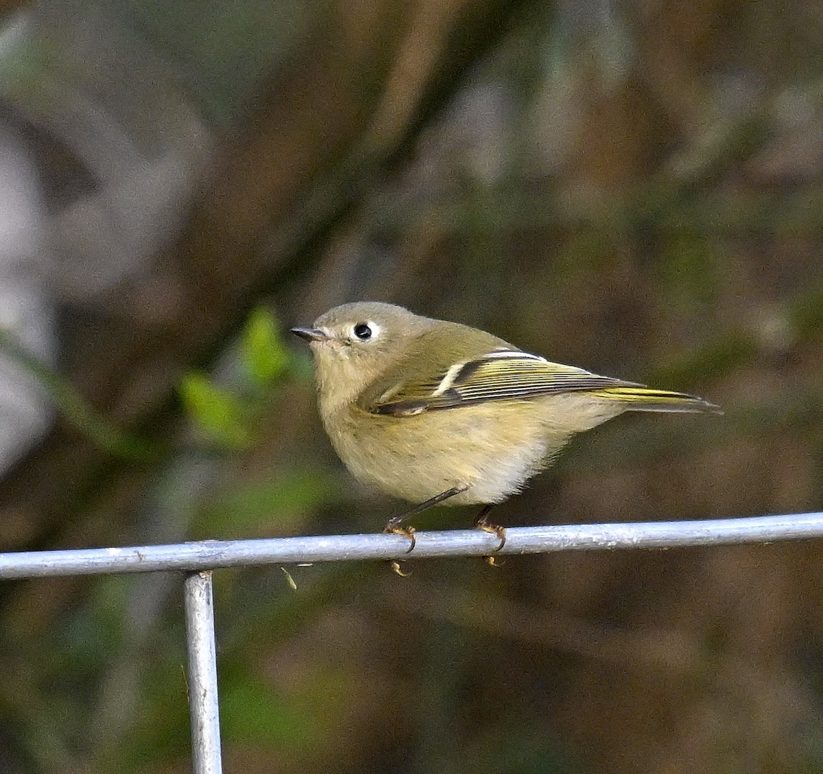 Ruby-crowned Kinglet - ML644494567