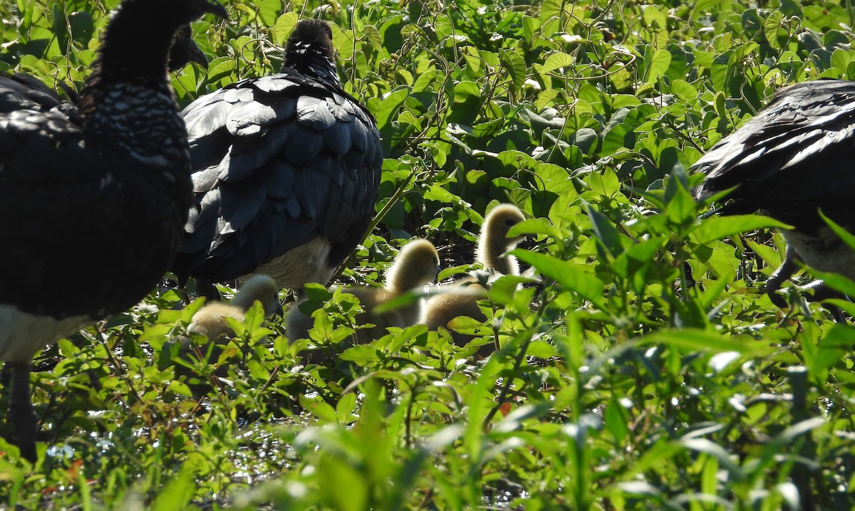 ツノサケビドリ - ML644494568