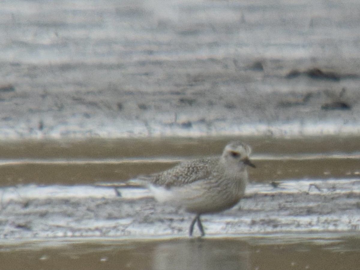 Pluvier argenté - ML644494569