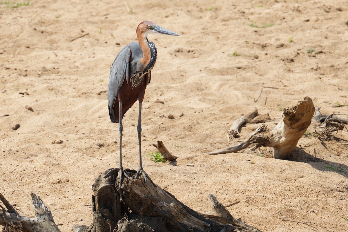 Goliath Heron - ML644494570