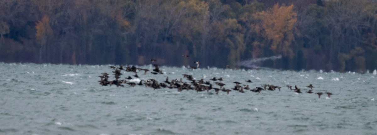 Black Scoter - ML644494571