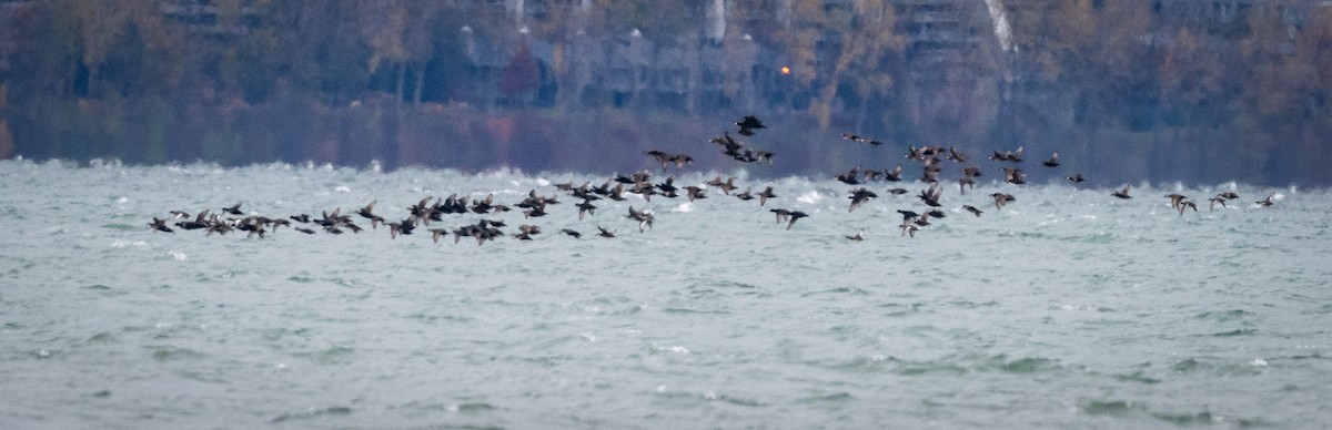 Black Scoter - ML644494572