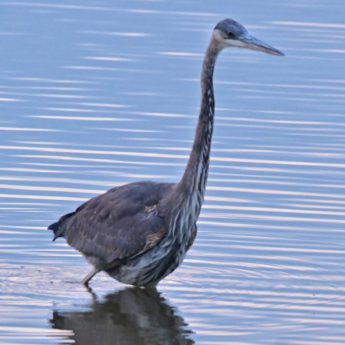Great Blue Heron - ML644494577