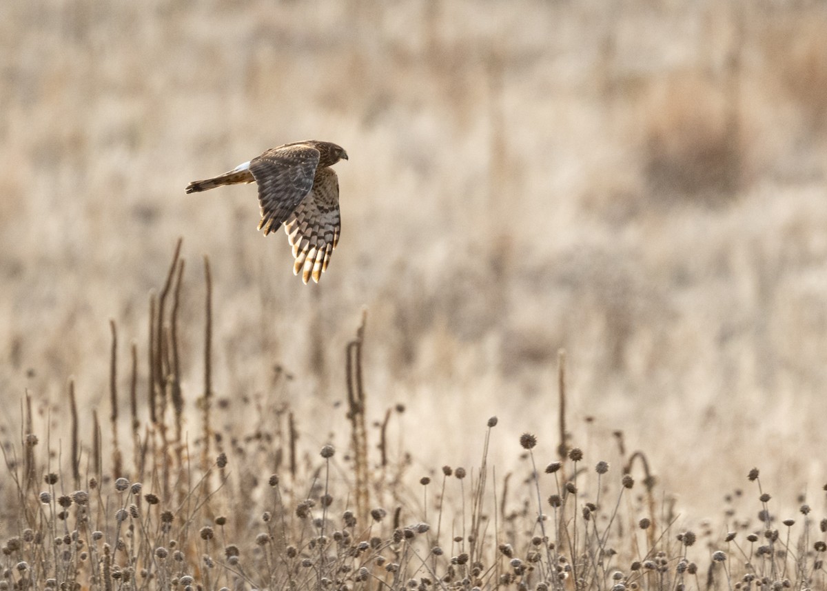 Northern Harrier - ML644494580