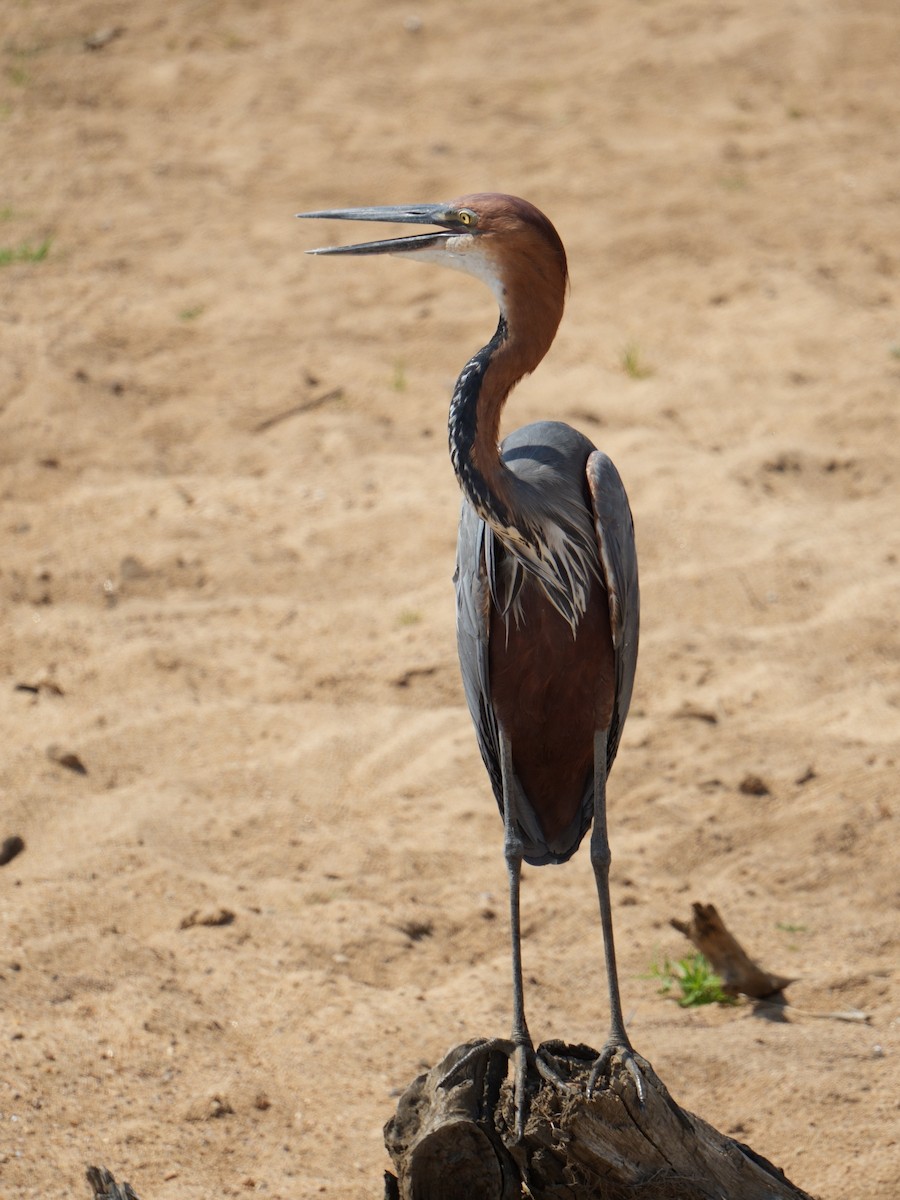 Goliath Heron - ML644494583