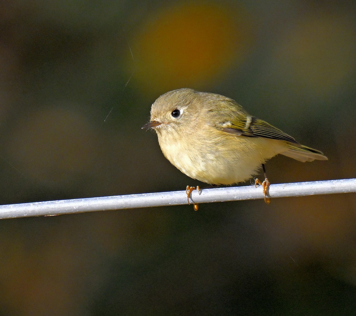 Ruby-crowned Kinglet - ML644494584
