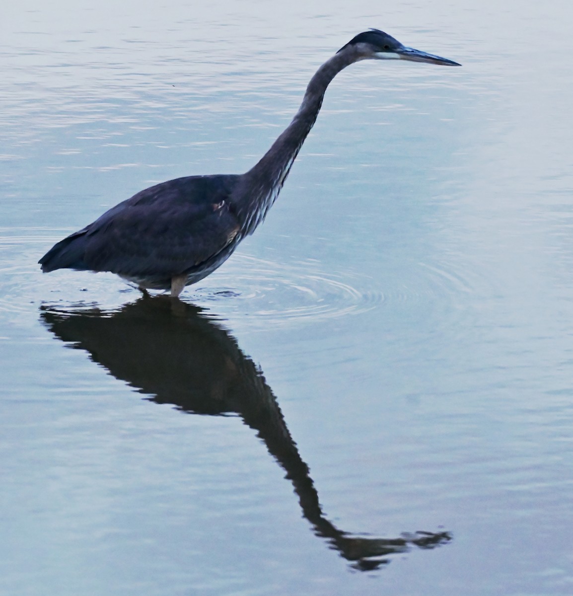 Great Blue Heron - ML644494585