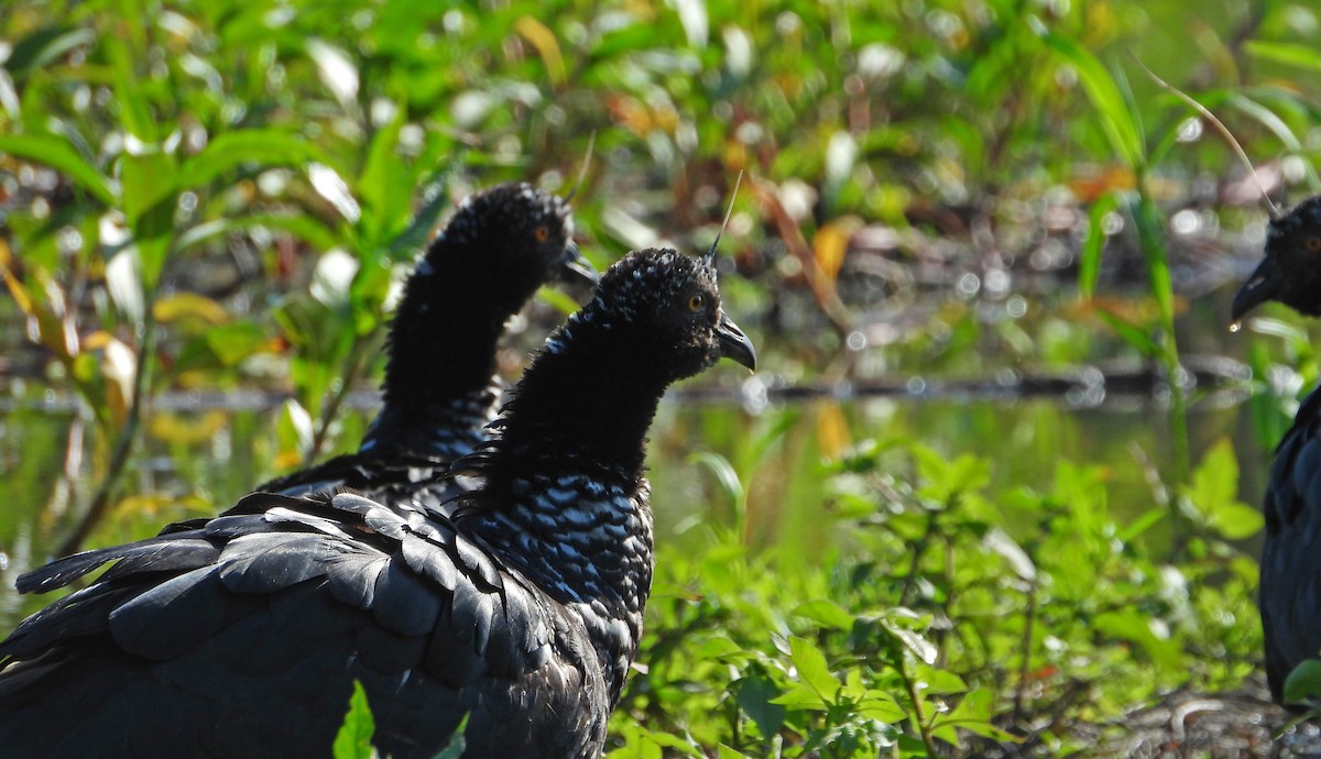 ツノサケビドリ - ML644494586