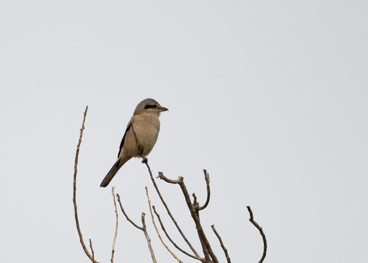 Умардын дунхай - ML644494607