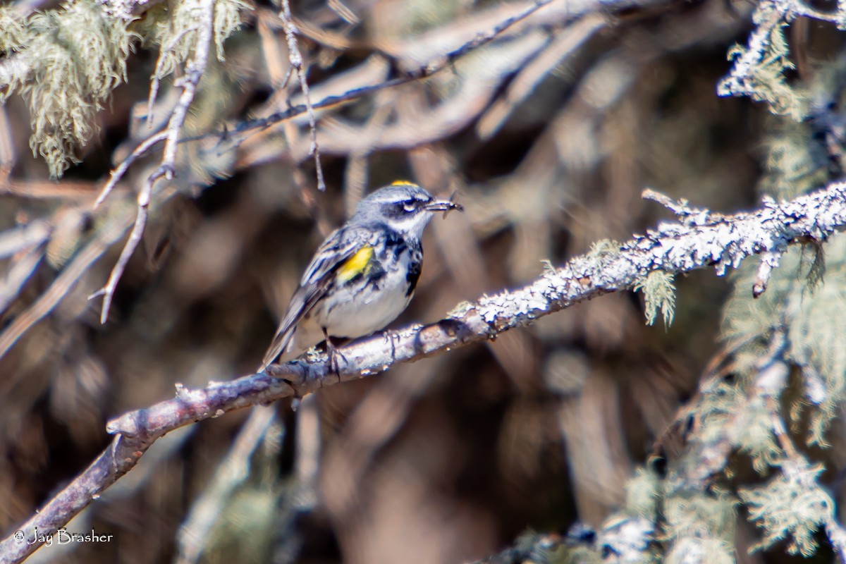 Yellow-rumped Warbler (Myrtle) - ML644494615